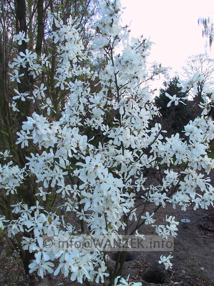 Magnolia loebneri Merrill 01.JPG